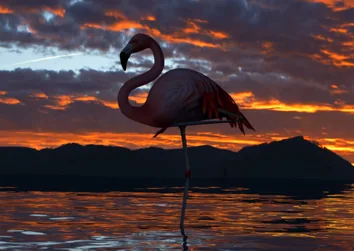Flamingo — project cover artwork