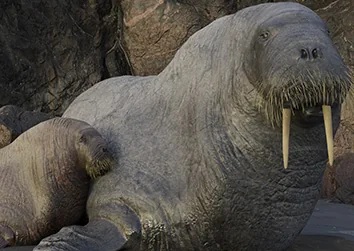 Walruses on a beach beside rocky cliffs